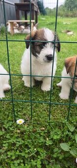 Jack russell terier