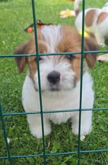 Jack russell terier