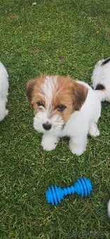 Jack russell terier