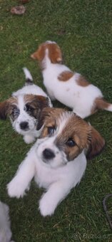 Jack russell terier
