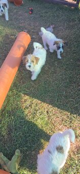 Jack russell terier