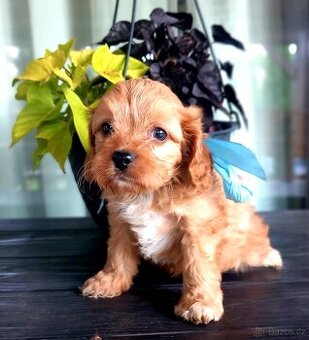 Cavapoo