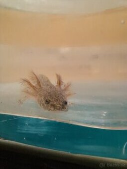 Axolotl mexický - 1