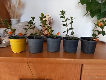 Zlatá rybka - Nematanthus