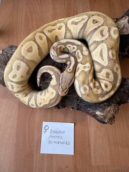 Velká Sleva - Krajta královská - Python regius