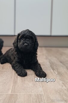 Maltipoo cavapoo Cockapoo
