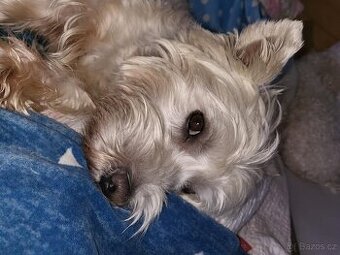 West Highland Terrier