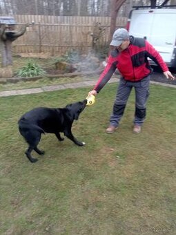 Labrador