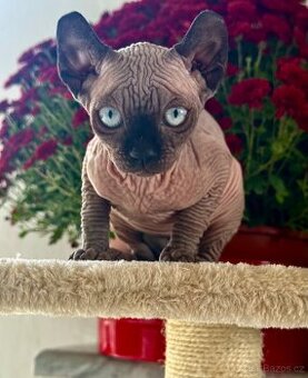 Koťata s PP Sphynx-Elf, narozená 17. 7. 2025