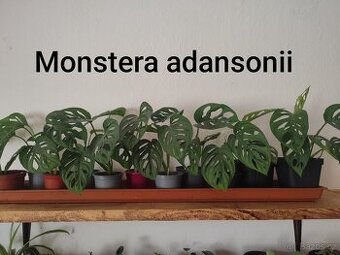 Prodám rostliny