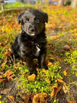 Border Kolie x Labrador 🫶