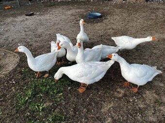Prodám husy