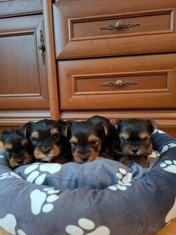 Yorkšírsky teriér