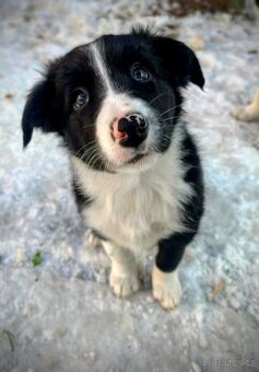 Štěně Border kolie