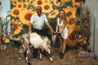 připuštění anglonubijským kozlem