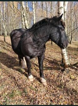 Chladnokrevný hřebec