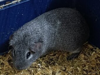 Morče aguti stříbrné samičky