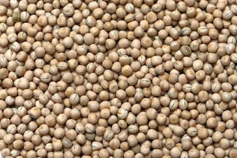 Prodám krmný hrach