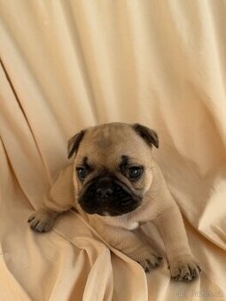 Štěně francouzského buldočka