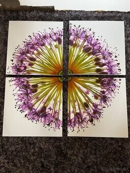 Obraz „Jetel“ – 4dílný set, 1 díl 40 × 40 cm