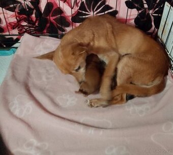 Pražský krysařík