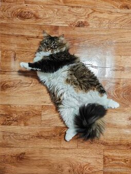 Sibiřský kocour - Saša White Witch CZ