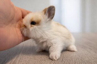 Zakrslý králíček teddy - samec
