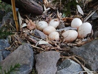 Indický běžec násadová vejce