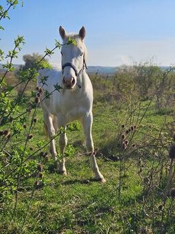 Aph , paint horse,  apha