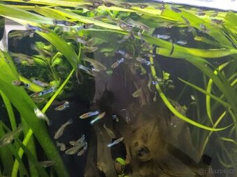 Ancistrus, živorodky