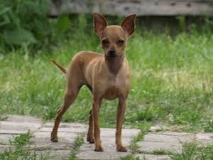 Pražský krysarik mini