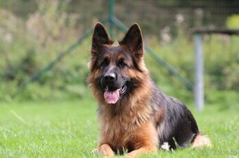 Německý ovčák  štěňata s PP