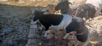 Beránek Dorper/kamerun