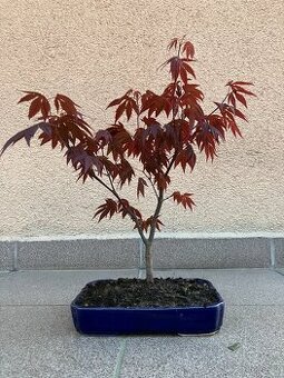 Bonsai, Bonsaj, japonský javor