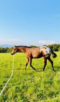 Krásný valach Appaloosa