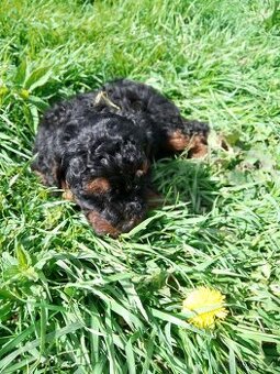 Pudl black and tan