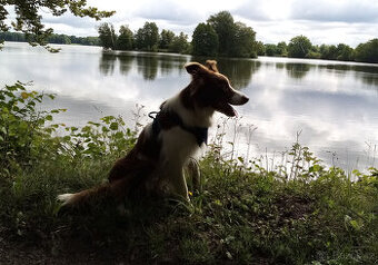 Nabízím ke krytí 5 letého hnědobílého psa Border kolie PP