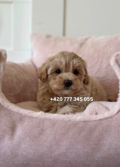 Fenka Maltipoo f1 700€