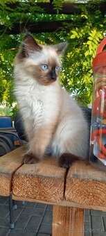 Kocourek Ragdoll