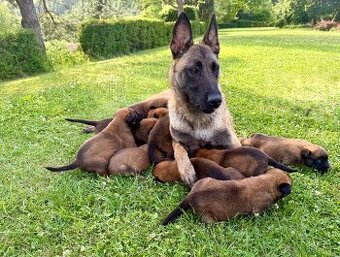 Belgický ovčák Malinois - 1