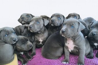 🐾 Americký stafordšírský teriér – modrá štěňátka