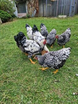 Wyandotky černé lemovaná