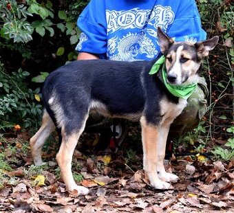 DOMINO K ADOPCI - 1 ROK, UČENLIVÝ,HODNÝ,ZVĚDAVÝ