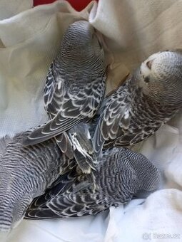 Prodám antracitové andulky, odchov roku 2025