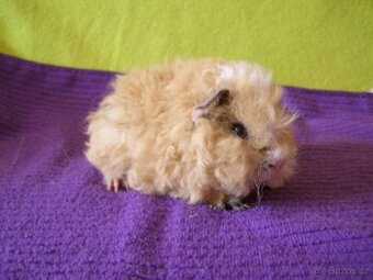 Morče,morčata Peruánec .Lunkarya....z registr.Chs