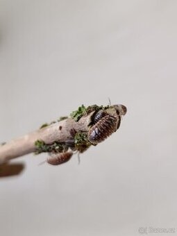 Armadillidium Klugii