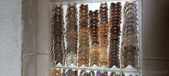 Prodám velikou sbírku motýlů