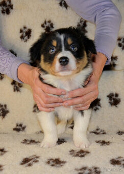 Australský ovčák s PP Dar