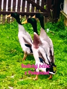 INDICKÝ BĚŽEC PSTRUHOVÝ - mladí kačírci 🦆🦆🦆