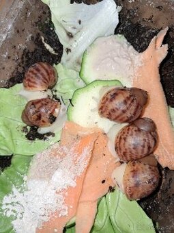 Archachatina marginata ovum Nigeria albino body